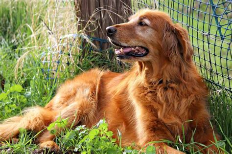 golden bond rescue|miniature golden retrievers for adoption.